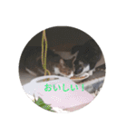 かわいい！動物スタンプ（個別スタンプ：21）