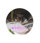 かわいい！動物スタンプ（個別スタンプ：22）