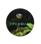 かわいい！動物スタンプ（個別スタンプ：23）