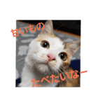 チャコ＆ラム（個別スタンプ：6）