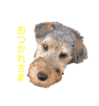 シェリーのスタンプ2（個別スタンプ：9）