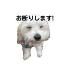 マルチーズファミリー（個別スタンプ：5）