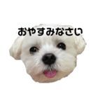 マルチーズファミリー（個別スタンプ：11）