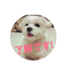 マルチーズファミリー（個別スタンプ：12）