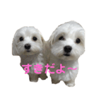 マルチーズファミリー（個別スタンプ：13）