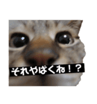 猫とホットドッグの名言。（個別スタンプ：1）