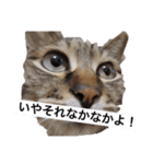 猫とホットドッグの名言。（個別スタンプ：2）