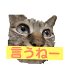猫とホットドッグの名言。（個別スタンプ：3）