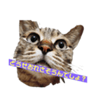 猫とホットドッグの名言。（個別スタンプ：4）