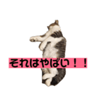 猫とホットドッグの名言。（個別スタンプ：6）