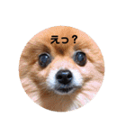 ぽめぽめぽん（個別スタンプ：1）