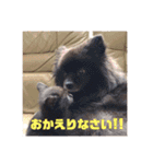 ぽめぽめぽん（個別スタンプ：4）