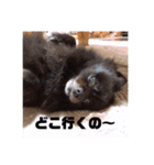 ぽめぽめぽん（個別スタンプ：7）