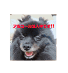 ぽめぽめぽん（個別スタンプ：15）
