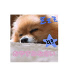 ぽめぽめぽん（個別スタンプ：16）