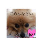 ぽめぽめぽん（個別スタンプ：19）