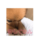 ぽめぽめぽん（個別スタンプ：20）