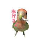コザクラインコ のぼんじり（個別スタンプ：1）