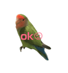 コザクラインコ のぼんじり（個別スタンプ：2）
