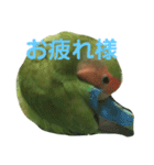 コザクラインコ のぼんじり（個別スタンプ：4）