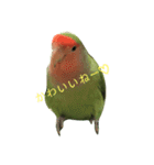 コザクラインコ のぼんじり（個別スタンプ：6）