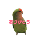 コザクラインコ のぼんじり（個別スタンプ：7）