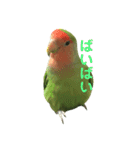 コザクラインコ のぼんじり（個別スタンプ：10）