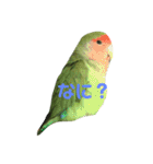 コザクラインコ のぼんじり（個別スタンプ：12）