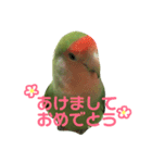 コザクラインコ のぼんじり（個別スタンプ：13）
