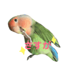 コザクラインコ のぼんじり（個別スタンプ：14）