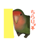 コザクラインコ のぼんじり（個別スタンプ：16）