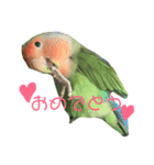 コザクラインコ のぼんじり（個別スタンプ：19）
