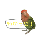 コザクラインコ のぼんじり（個別スタンプ：24）