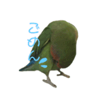 コザクラインコ のぼんじり（個別スタンプ：25）