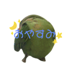 コザクラインコ のぼんじり（個別スタンプ：26）