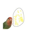 コザクラインコ のぼんじり（個別スタンプ：27）