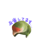 コザクラインコ のぼんじり（個別スタンプ：28）