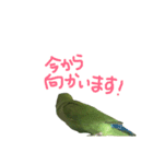 コザクラインコ のぼんじり（個別スタンプ：31）