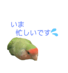 コザクラインコ のぼんじり（個別スタンプ：33）