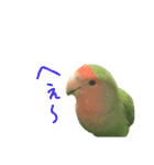 コザクラインコ のぼんじり（個別スタンプ：34）