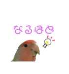 コザクラインコ のぼんじり（個別スタンプ：38）