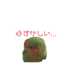コザクラインコ のぼんじり（個別スタンプ：40）