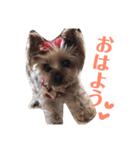 ヨーキーららのhappy life3（個別スタンプ：1）