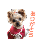 ヨーキーららのhappy life3（個別スタンプ：7）