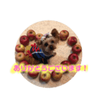 ヨーキーららのhappy life3（個別スタンプ：8）