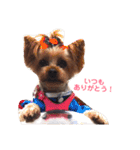 ヨーキーららのhappy life3（個別スタンプ：9）