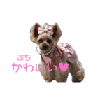 ヨーキーららのhappy life3（個別スタンプ：18）