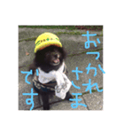 黒ポメごまの日常2（個別スタンプ：1）