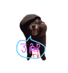 黒ポメごまの日常2（個別スタンプ：7）
