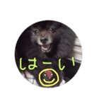 黒ポメごまの日常2（個別スタンプ：11）